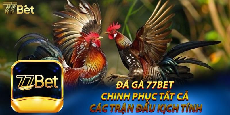 77Bet là sân chơi đá gà uy tín được mọi người lựa chọn